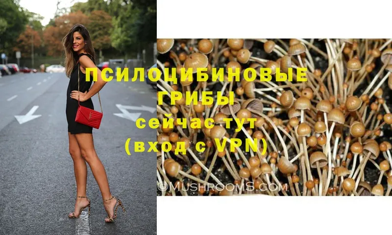 Псилоцибиновые грибы Psilocybe  Боровичи 